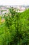 Bush plant growing on the hill with cityscape skyline view on famous Old and New Town of Vilnius