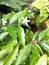 This bush plant known as pinwheel jasmine, ornamental plan, mini rembosa. this bush plant is equipped with small white flowers