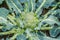 Bush plants cauliflower grows in the garden. Brassica oleracea. Close-up. Homestead farming