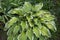 The Bush plants Host Albopicta green with white stripes leaves in the rays of the setting sun. Selective focus