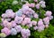 Bush of plentifully blossoming hydrangea Hydrangea L.