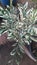   A bush in a pot to decorate the houses. White mix with green .