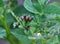 On a bush of a potato larvae of the Colorado potato beetle