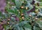 On a bush of a potato larvae of the Colorado potato beetle