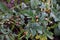 On a bush of a potato larvae of the Colorado potato beetle