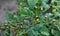 On a bush of a potato larvae of the Colorado potato beetle