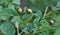 On a bush of a potato larvae of the Colorado potato beetle