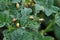On a bush of a potato larvae of the Colorado potato beetle