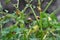 On a bush of a potato larvae of the Colorado potato beetle