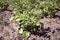 Bush potato plant in a farm bed