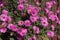 Bush of purple asters sunlit