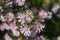 Bush of purple asters sunlit closeup