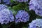 bush of Purple and blue refreshing spring time Hydrangea flowers in a cottage garden