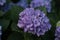 bush of Purple and blue refreshing spring time Hydrangea flowers in a cottage garden