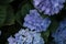 bush of Purple and blue refreshing spring time Hydrangea flowers in a cottage garden
