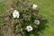 Bush of purple-leaved tree peony with white flowers in May