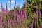 A bush of Purple Loosestrife Lythrum salicaria flower