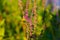 A bush of Purple Loosestrife Lythrum salicaria flower with a broad winged skipper butterfly