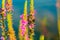 A bush of Purple Loosestrife Lythrum salicaria flower with a bunch of Japanese beetles