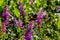 A bush of Purple Loosestrife Lythrum salicaria flower with butterflies