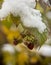 A bush of raspberry with the last berries and the first snow