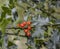 Bush with red berries and green spiky leaves