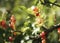 bush red currant closeup berries green leaf bokeh background outdoor sunlight