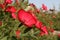 Bush of red flowers