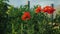 A bush of red poppies blooms at the fence. Summer scene in the village