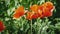 A bush of red poppies blooms . Summer scene in the village