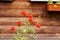 A bush of red roses adorn the facade of the building made of wood. Roses in a flower bed. using the natural landscape and ecology