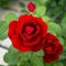 Bush red scarlet bright blooming beautiful varietal flower rose in the garden on a flower bed