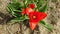 Bush of red tulips of triangle shape with yellow pistil inside center of blossom. Blooming flowers on brown soil background.