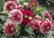 Bush of red and white dahlias