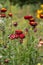 Bush of red Xerochrysum bracteatum Helichrysum bracteatum or Paper Flower grow in the garden, beautiful bright flowers in summer