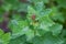 Bush redcurrant struck by illness