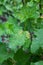 Bush redcurrant struck by illness