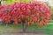 Bush of the Rhus typhina with bright red autumn leaves