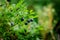 Bush of a ripe bilberry and blueberry in the summer closeup