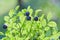 Bush of a ripe bilberry closeup. Bush of berries