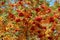 Bush of a ripe mountain ash in the autumn