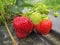 Bush of ripe red strawberry clusters with green leaves and berries