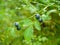 Bush of a ripe wild bilberry, blueberry in the summer closeup.