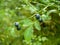 Bush of a ripe wild bilberry, blueberry in the summer closeup.