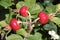 Bush of ripening rosehips