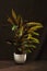 Bush room Calathea Rufibarba in a pot on a brown background