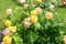 Bush of roses with buds of yellow and gently pink tint