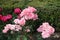 Bush of roses with pastel pink flowers