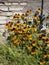 Bush rudbeckia on brick wall background