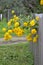 Bush rudbeckia fence